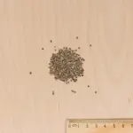 Fleurs - Giroflée d'Eté Quarantaine Variée - MEDIA_3D